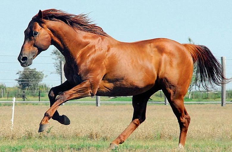Rolinga Gulfstream - Foto 3